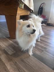 Found/Stray Unknown Dog last seen Chaparral and granite reef, Scottsdale, AZ 85251