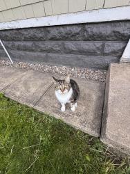 Found/Stray Unknown Cat last seen Chanantrys, Utica, NY 13502