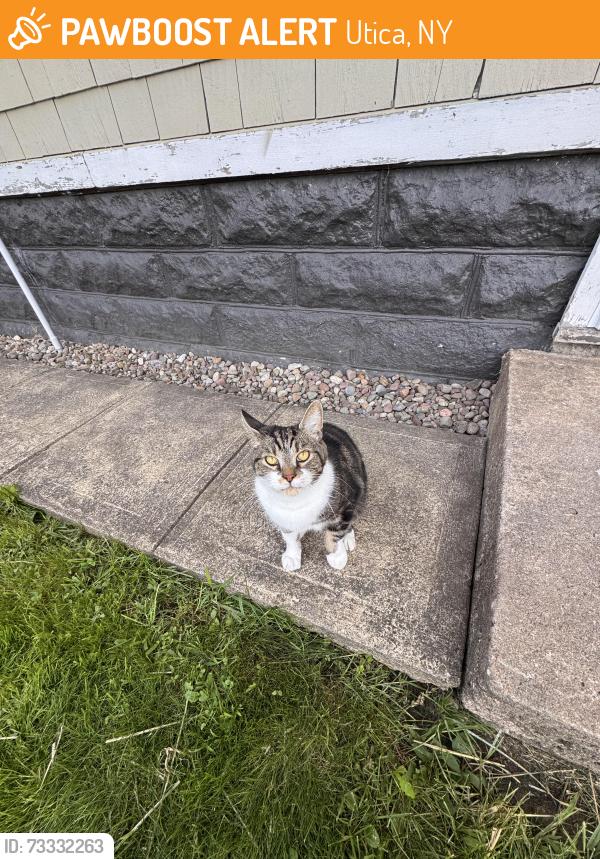 Found/Stray Unknown Cat last seen Chanantrys, Utica, NY 13502