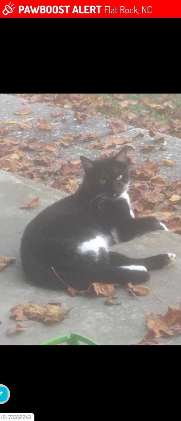 Lost Male Cat last seen Upward Rd/Big Hungry Rd, Flat Rock, NC 28731