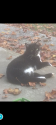 Lost Male Cat last seen Upward Rd/Big Hungry Rd, Flat Rock, NC 28731