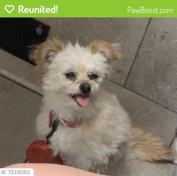 Reunited Female Dog last seen Boulder ranch neighborhood, Whitney, NV 89122