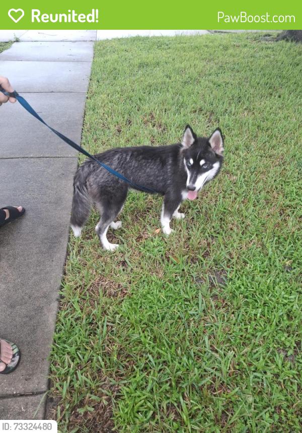 Reunited Female Dog last seen Brockbank dr Evangeline ave, Orlando, FL 32809