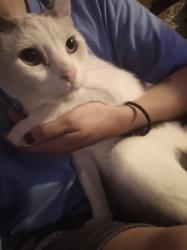 Reunited Male Cat last seen Portland Ave Between 44th & Newcastle, Oklahoma City, OK 73119