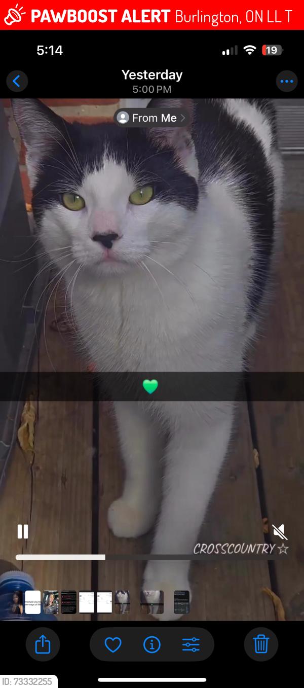 Lost Male Cat last seen Amanda cres, Burlington, ON L7L 3T1