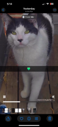 Lost Male Cat last seen Amanda cres, Burlington, ON L7L 3T1