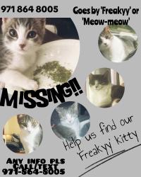 Lost Female Cat last seen Friends of felines parkinglot, Keizer, OR 97303