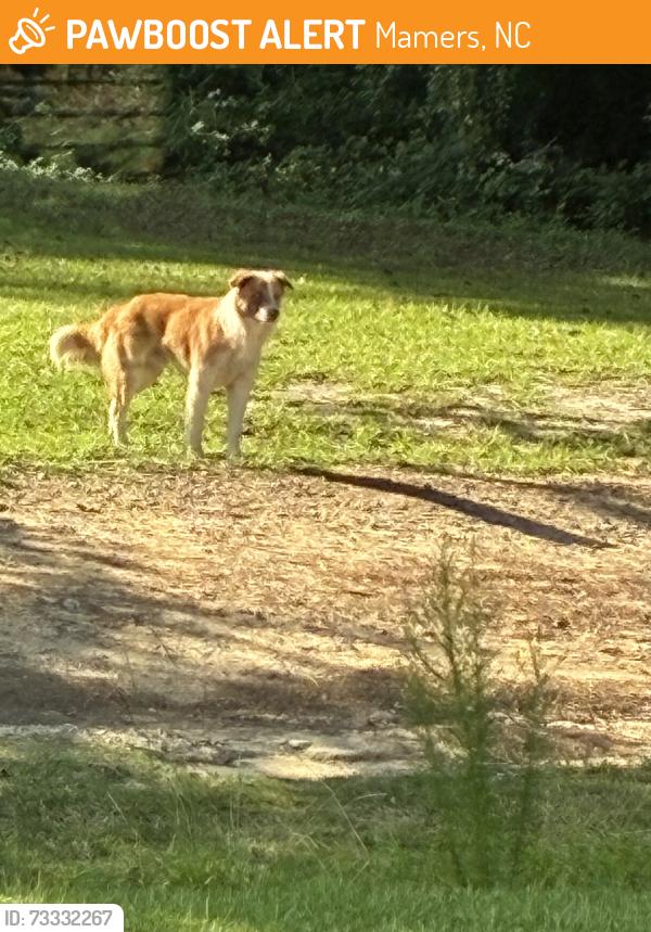 Found/Stray Unknown Dog last seen Carr lane on OLD US 421, Mamers, NC 27546