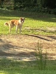 Found/Stray Unknown Dog last seen Carr lane on OLD US 421, Mamers, NC 27546