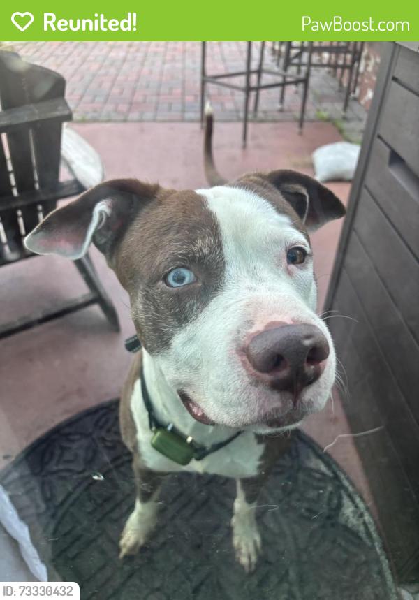 Reunited Male Dog last seen Wyndham Preserve, Sanford, FL 32773