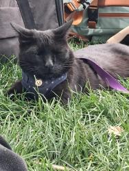 Lost Male Cat last seen Library, Boulder, CO 80302