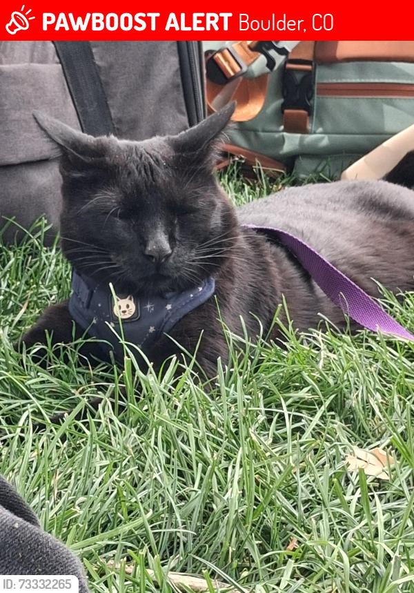Lost Male Cat last seen Library, Boulder, CO 80302