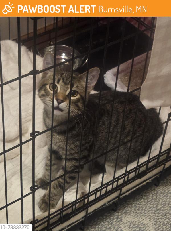 Found/Stray Unknown Cat last seen McAndrews and Country Road, Burnsville, MN 55337