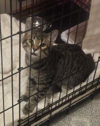 Found/Stray Unknown Cat last seen McAndrews and Country Road, Burnsville, MN 55337