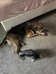 Reunited Male Dog last seen Webb Chapel, Valwood, Farmers Branch, TX 75234