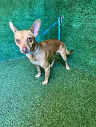 Shelter Stray Male Dog last seen , 5210 W Ave I, Lancaster, CA 93536, USA