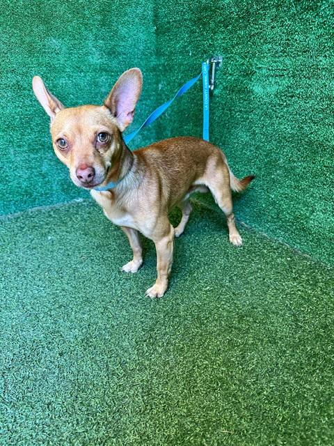 Shelter Stray Male Dog last seen , 5210 W Ave I, Lancaster, CA 93536, USA