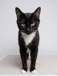 Shelter Stray Female Cat last seen Near BLOCK HOLLOW BIRCH DR., 2020 Forest St, Jacksonville, FL 32204, USA