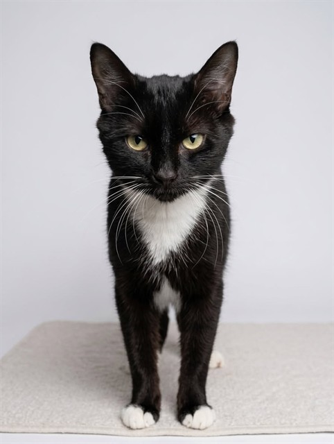 Shelter Stray Female Cat last seen Near BLOCK HOLLOW BIRCH DR., 2020 Forest St, Jacksonville, FL 32204, USA