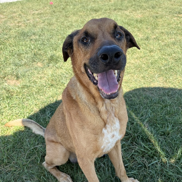 Shelter Stray Male Dog last seen Near, 2600 S Harding St, Indianapolis, IN 46221, USA