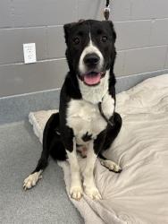 Shelter Stray Male Dog last seen Near, 2600 S Harding St, Indianapolis, IN 46221, USA