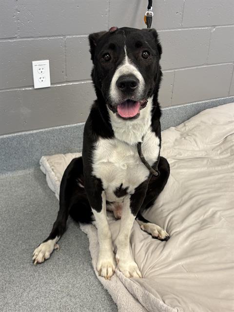 Shelter Stray Male Dog last seen Near, 2600 S Harding St, Indianapolis, IN 46221, USA