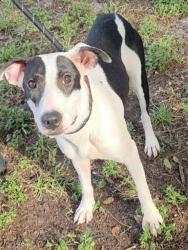 Shelter Stray Female Dog last seen Near BLOCK W PARKWAY DR, MARGATE FL 33068, 2400 SW 42nd St, Fort Lauderdale, FL 33312, USA