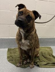 Shelter Stray Female Dog last seen Near, 2600 S Harding St, Indianapolis, IN 46221, USA