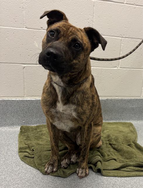 Shelter Stray Female Dog last seen Near, 2600 S Harding St, Indianapolis, IN 46221, USA