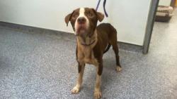 Shelter Stray Male Dog last seen CHARLOTTE, 8315 Byrum Dr, Charlotte, NC 28217, USA