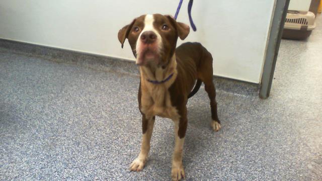 Shelter Stray Male Dog last seen CHARLOTTE, 8315 Byrum Dr, Charlotte, NC 28217, USA