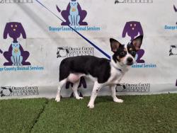 Shelter Stray Female Dog last seen , 2769 Conroy Rd, Orlando, FL 32839, USA