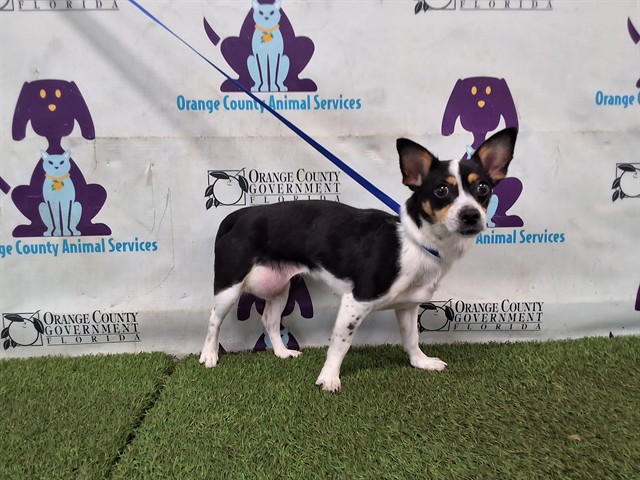 Shelter Stray Female Dog last seen , 2769 Conroy Rd, Orlando, FL 32839, USA