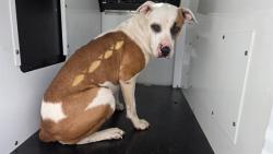 Shelter Stray Female Dog last seen HUNTERSVILLE, 8315 Byrum Dr, Charlotte, NC 28217, USA