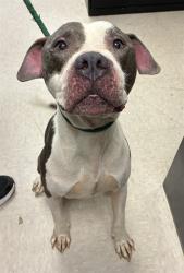 Shelter Stray Male Dog last seen PAGE AVENUE AND HANLEY AVENUE-63133, 10521 Baur Blvd, Olivette, MO 63132, USA