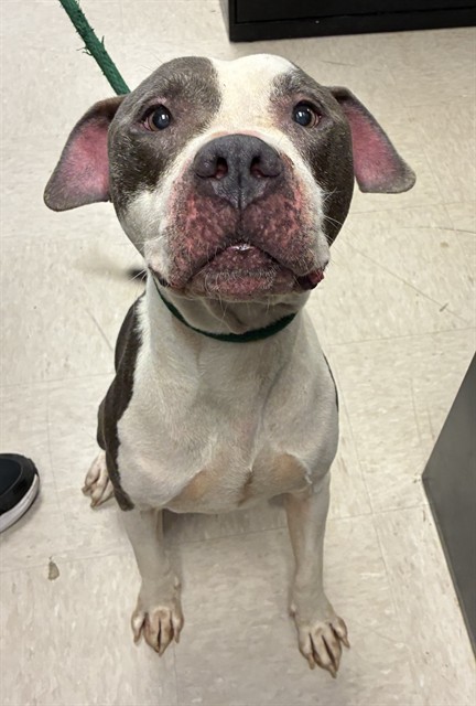Shelter Stray Male Dog last seen PAGE AVENUE AND HANLEY AVENUE-63133, 10521 Baur Blvd, Olivette, MO 63132, USA