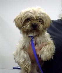 Shelter Stray Female Dog last seen ELSWORTH RD AND OCOTILLIO RD, 1920 S Lewis, Mesa, AZ 85210, USA