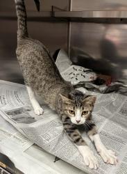 Shelter Stray Female Cat last seen NEW HALL FERRY RD, 10521 Baur Blvd, Olivette, MO 63132, USA