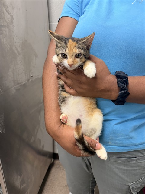 Shelter Stray Female Cat last seen , 1601 Airport Rd, Shelby, NC 28150, USA