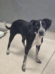 Shelter Stray Female Dog last seen Near BLOCK LATE SUNSET WAY, TALLAHASSEE FL 32310, 1125 Easterwood Dr, Tallahassee, FL 32311, USA