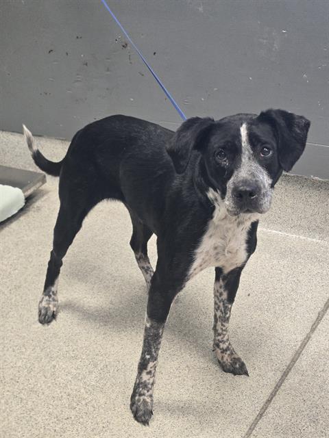 Shelter Stray Female Dog last seen Near BLOCK LATE SUNSET WAY, TALLAHASSEE FL 32310, 1125 Easterwood Dr, Tallahassee, FL 32311, USA