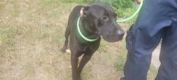 Shelter Stray Male Dog last seen Near BLOCK BAYLIS ST, DETROIT, MI 48238, 7401 Chrysler Dr, Detroit, MI 48211, USA
