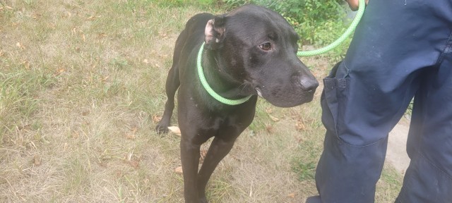 Shelter Stray Male Dog last seen Near BLOCK BAYLIS ST, DETROIT, MI 48238, 7401 Chrysler Dr, Detroit, MI 48211, USA