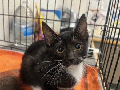 Shelter Stray Male Cat last seen , 14409 Vanowen St, Van Nuys, CA 91405, USA