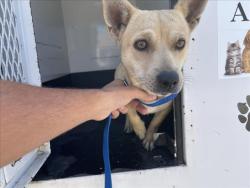 Shelter Stray Female Dog last seen Near BLOCK E SAN JACINTO AVE, 227 N D St, Perris, CA 92570, USA