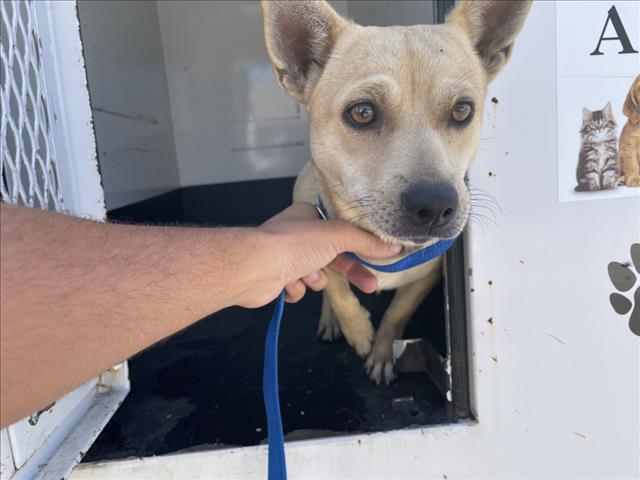 Shelter Stray Female Dog last seen Near BLOCK E SAN JACINTO AVE, 227 N D St, Perris, CA 92570, USA
