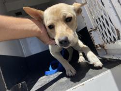 Shelter Stray Male Dog last seen Near BLOCK E SAN JACINTO AVE, 227 N D St, Perris, CA 92570, USA