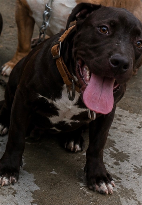 Shelter Stray Female Dog last seen Near BLOCK ASHBURY, 227 N D St, Perris, CA 92570, USA