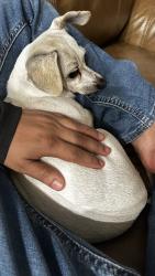 Reunited Female Dog last seen Near country ridge rd Lewisville tx 75067, Lewisville, TX 75067