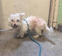 Shelter Stray Male Dog last seen MARTIN LUTHER KING JR BLVD & 24TH AVE, 2127 Front St, Sacramento, CA 95818, USA